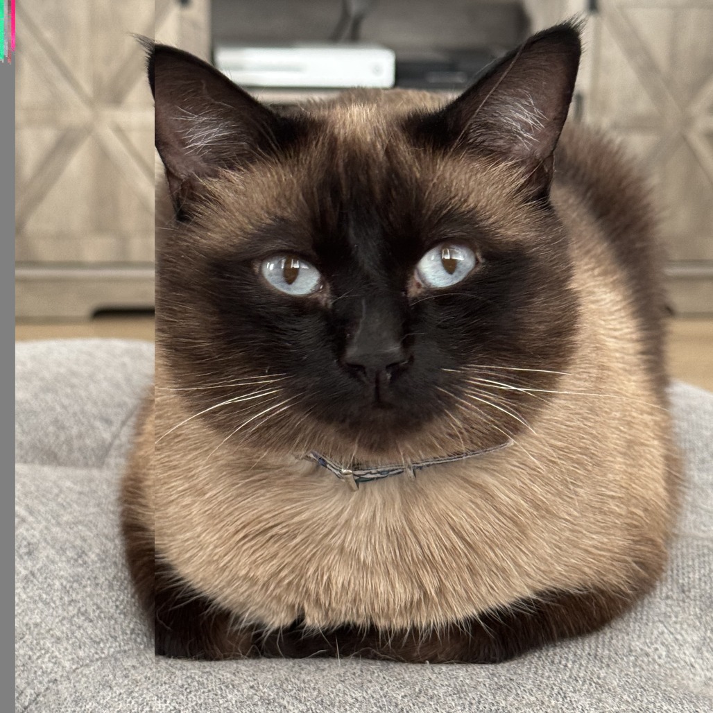 MILO - Domestic Shorthair available for adoption