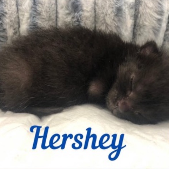 Nyx aka Hershey Image