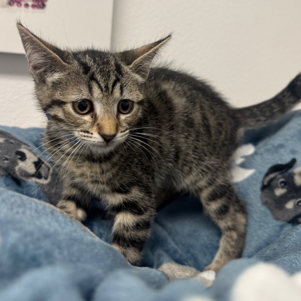 EEYORE - Domestic Shorthair available for adoption