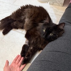 Animal namedCosmo