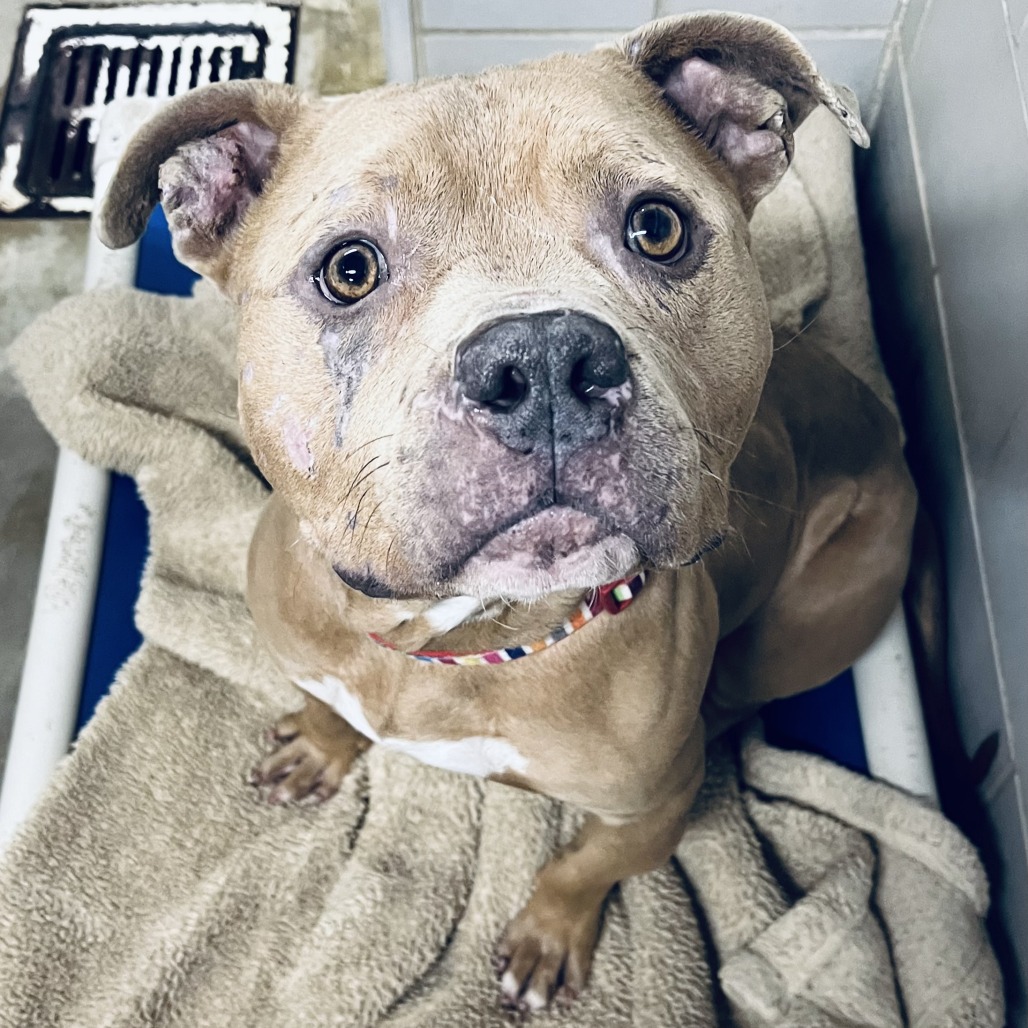 Mayor McCheese — thumbnail 4