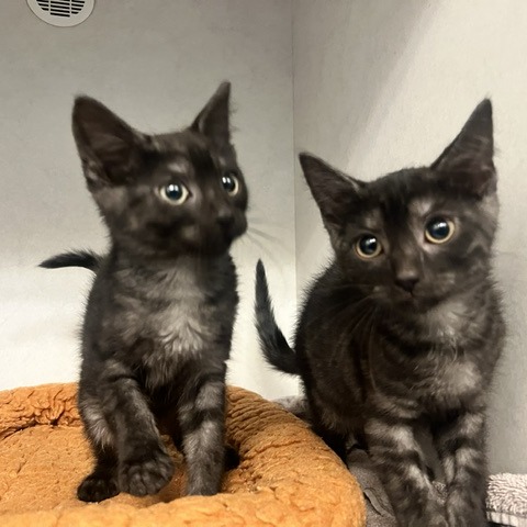 Pepsi, photo 3