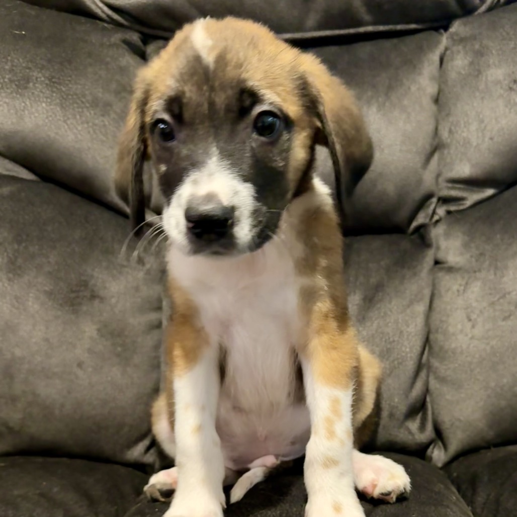 Gilmore, a Cattle Dog, Australian (Blue Heeler) / Collie, Border