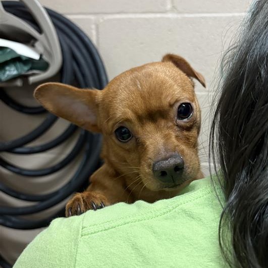Chihuahua