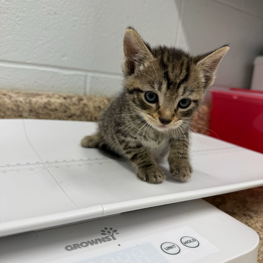 TERRY - Domestic Shorthair available for adoption