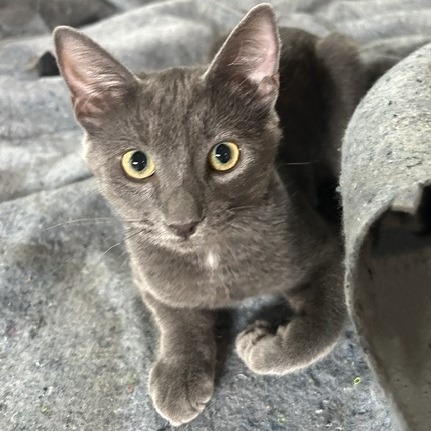 DEBBIE - Domestic Shorthair / Mix available for adoption