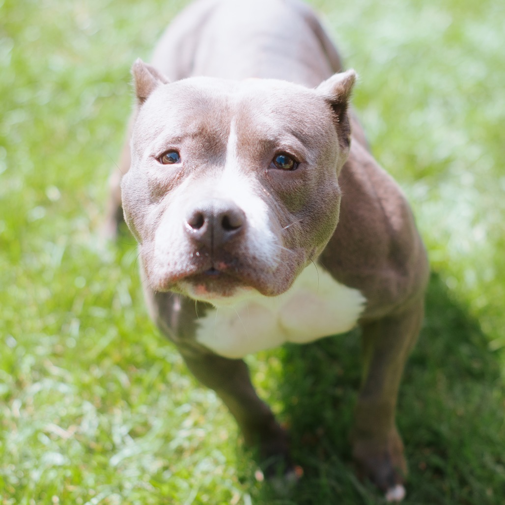 Pit Bull