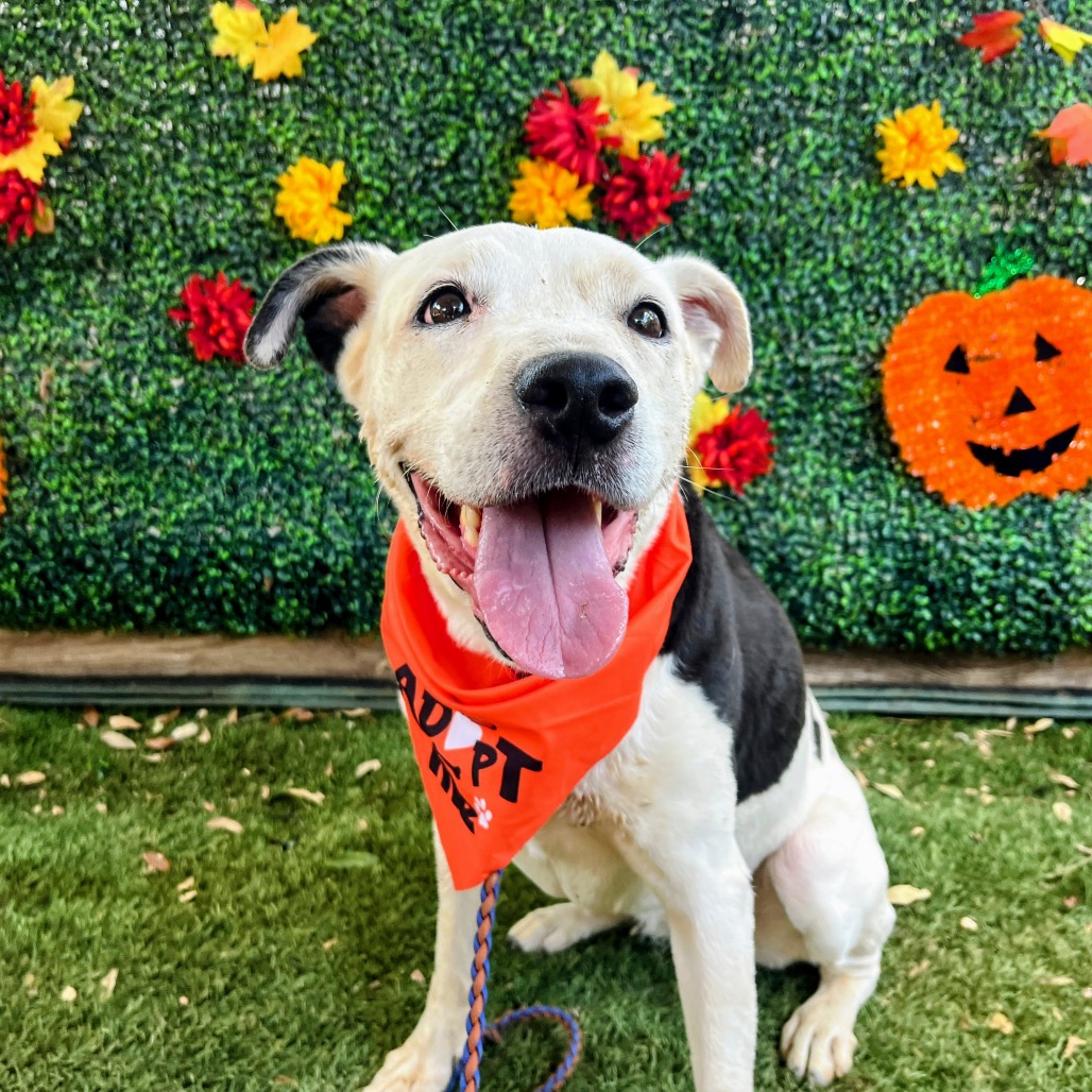 Antoinette — thumbnail 11