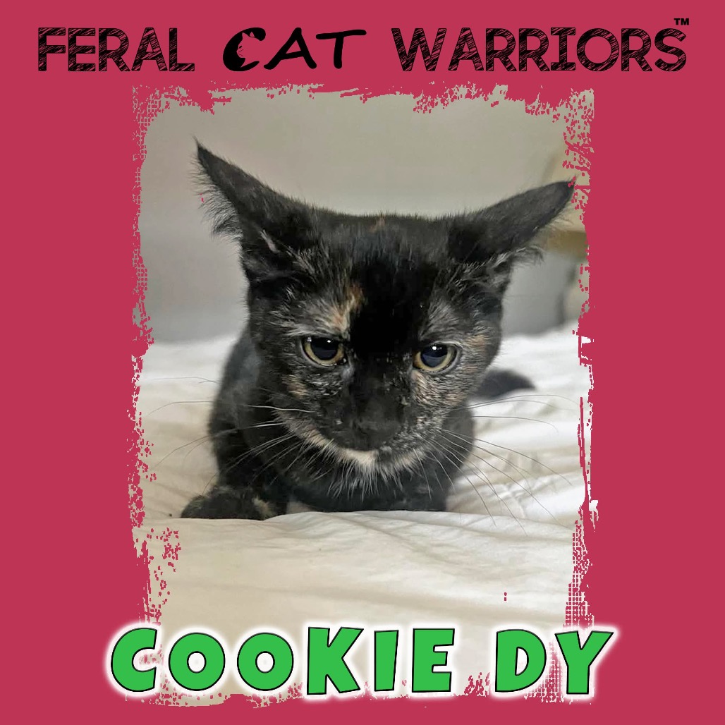 Cookie DY