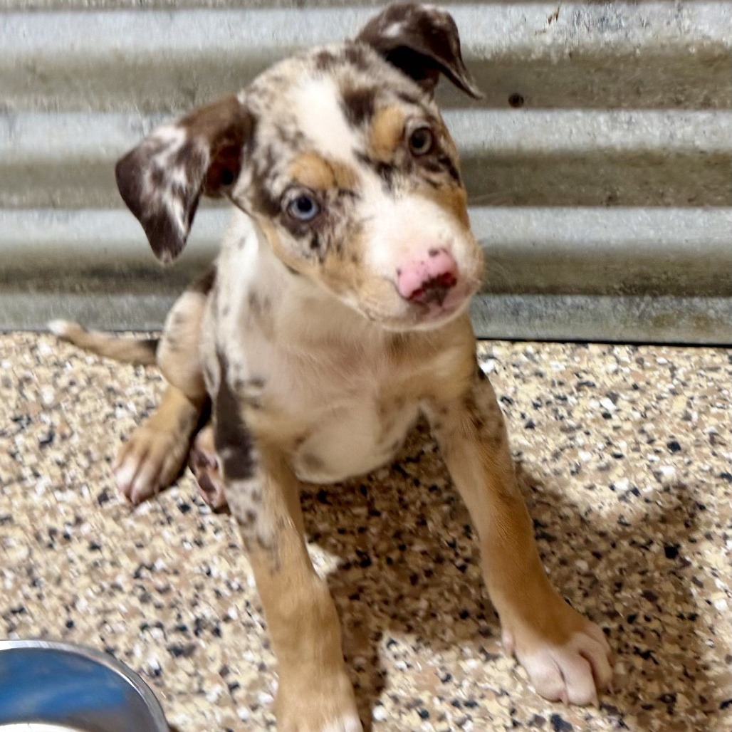 CALYPSO - Shepherd, Australian / Shepherd, German available for adoption