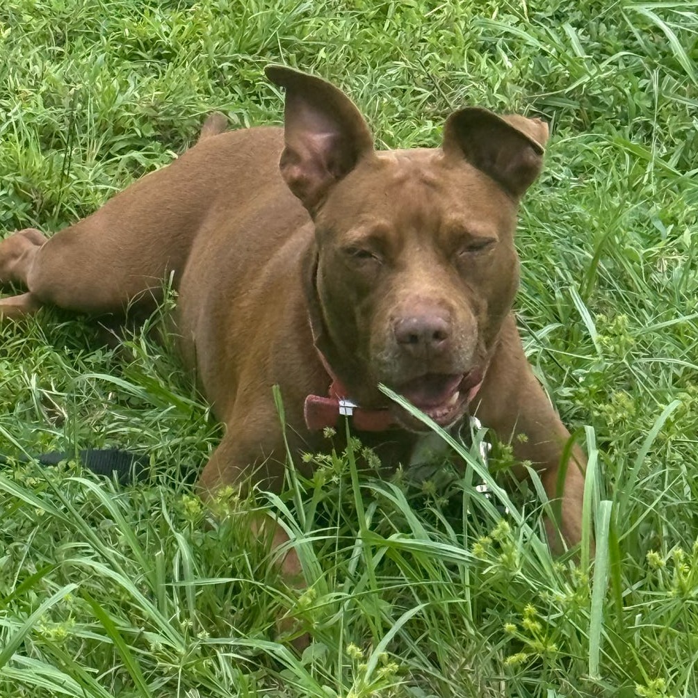 Sugar, photo 3