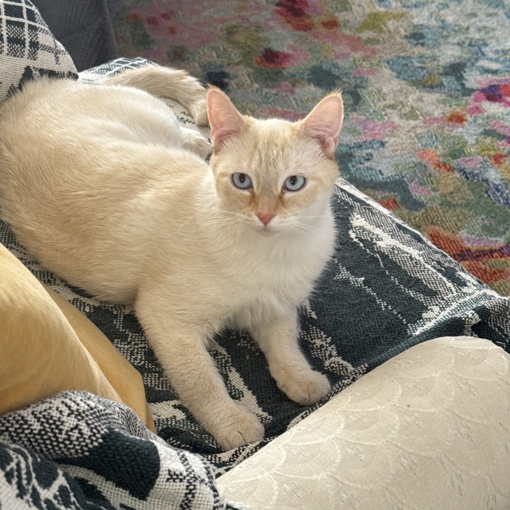 Almond picture #15