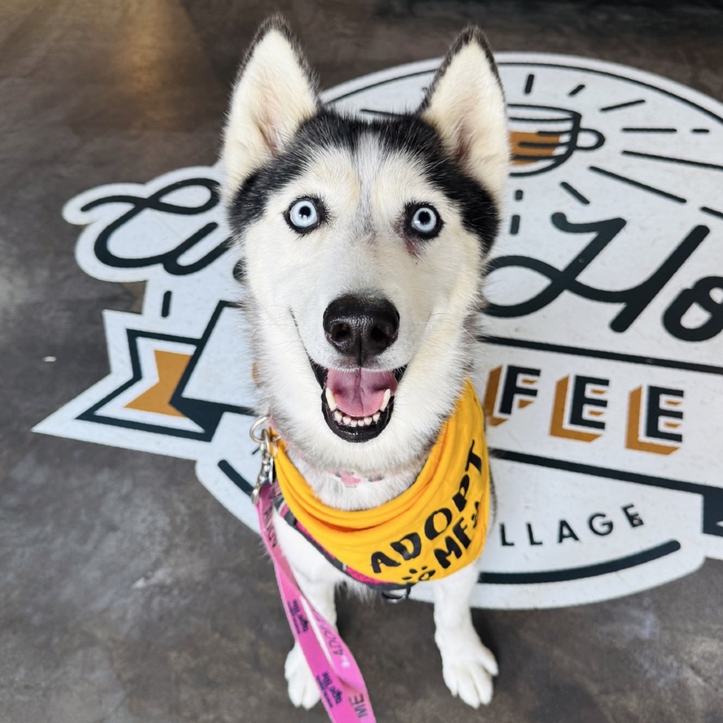 ARIEL - Husky available for adoption