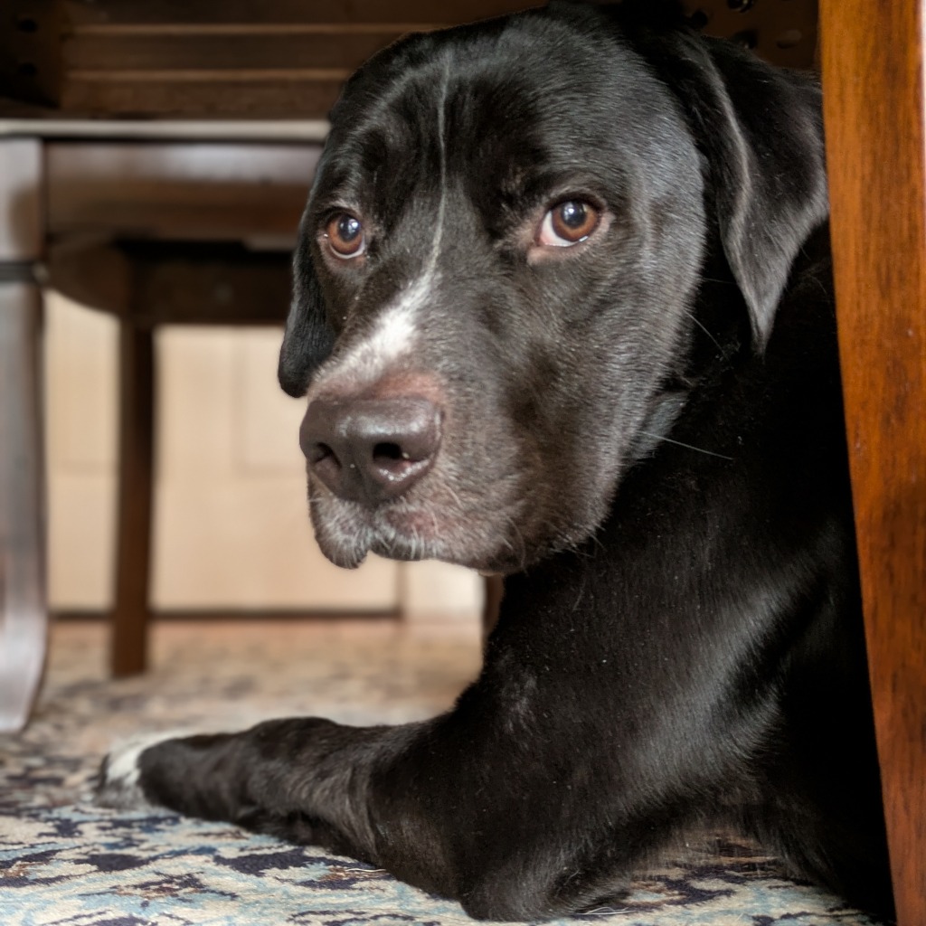 Photo of T.L. Frank 16