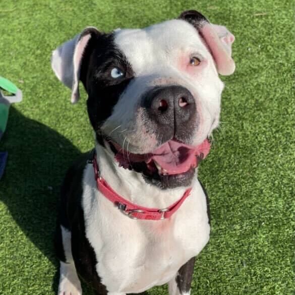 Dillan — thumbnail 5