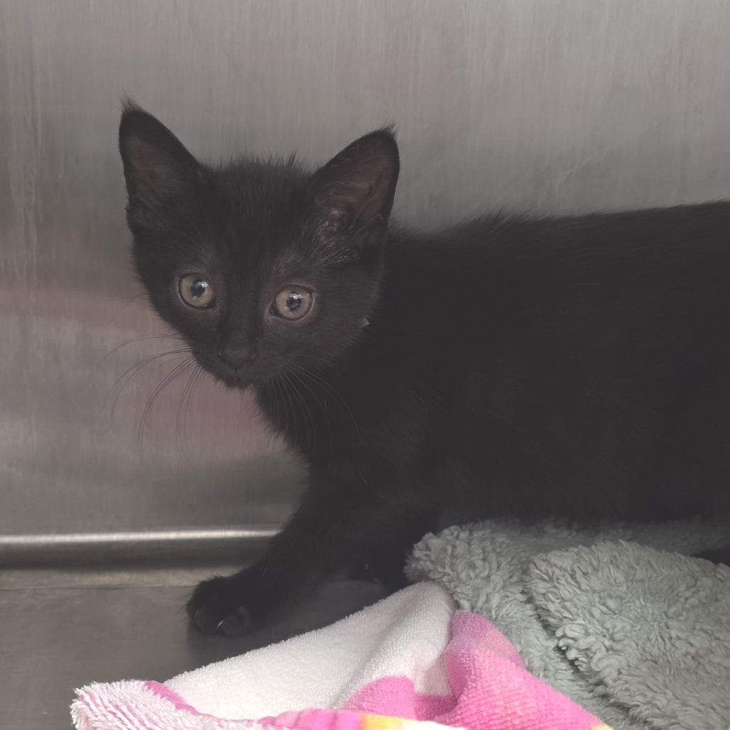 Bagheera