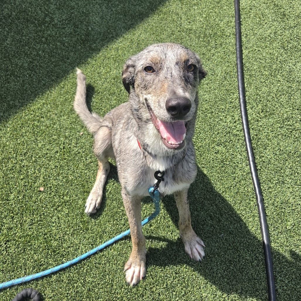 COOKIE - Shepherd, Australian / Mix available for adoption