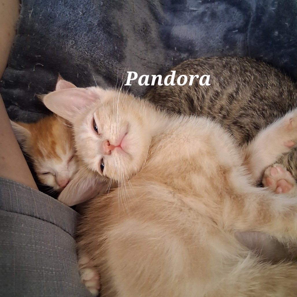 Pandora C12692