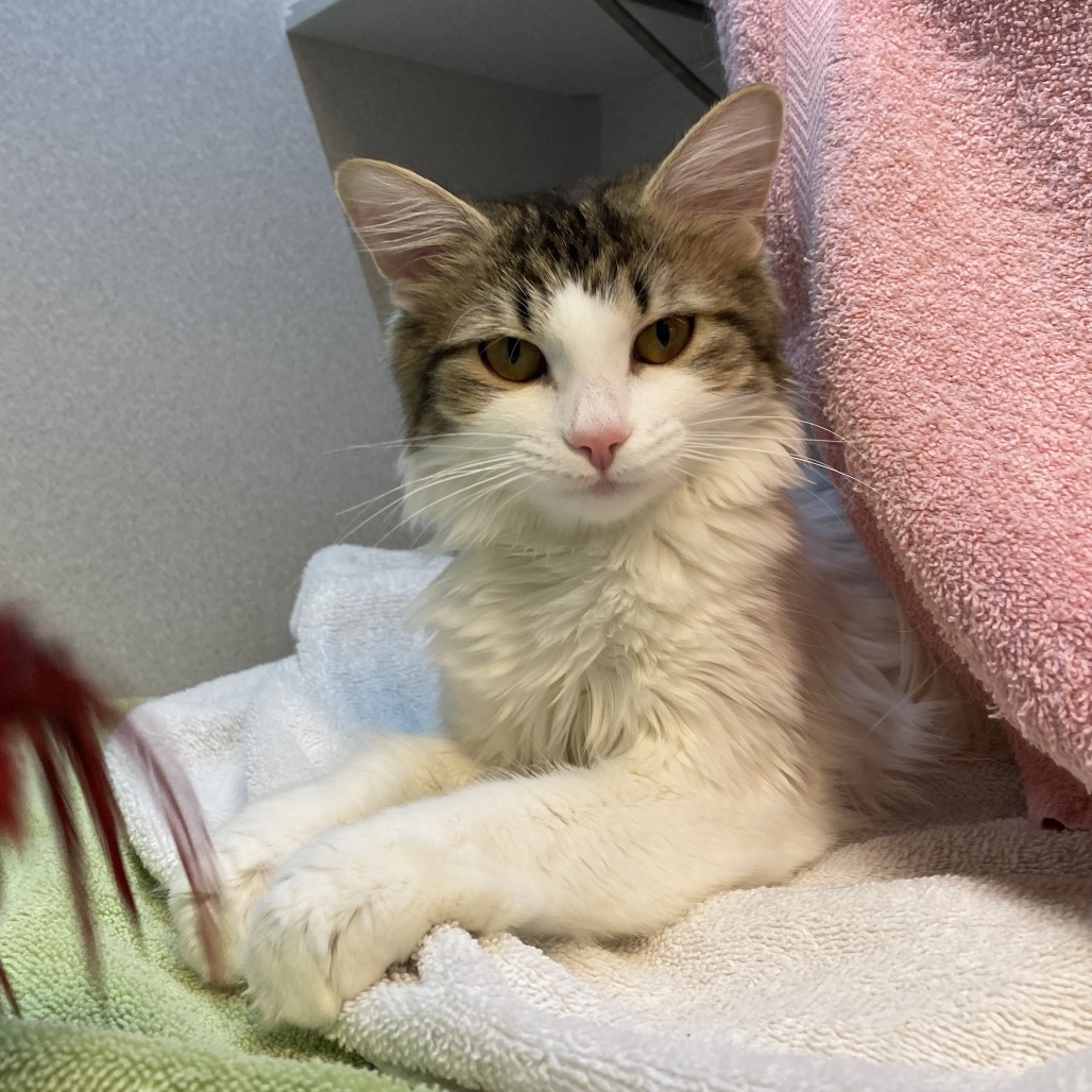 Photo of Saturn 14