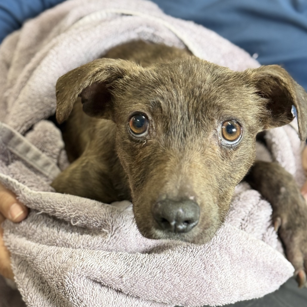 Phillis — thumbnail 2