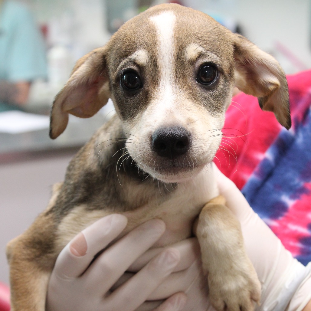 PARIS - Shepherd, German / Beagle available for adoption