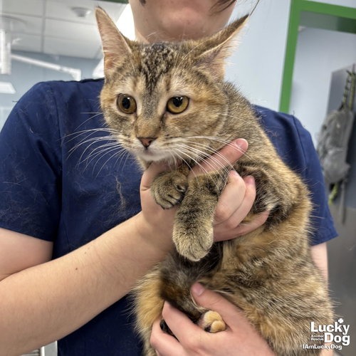 TORTELLINI - Domestic Shorthair available for adoption