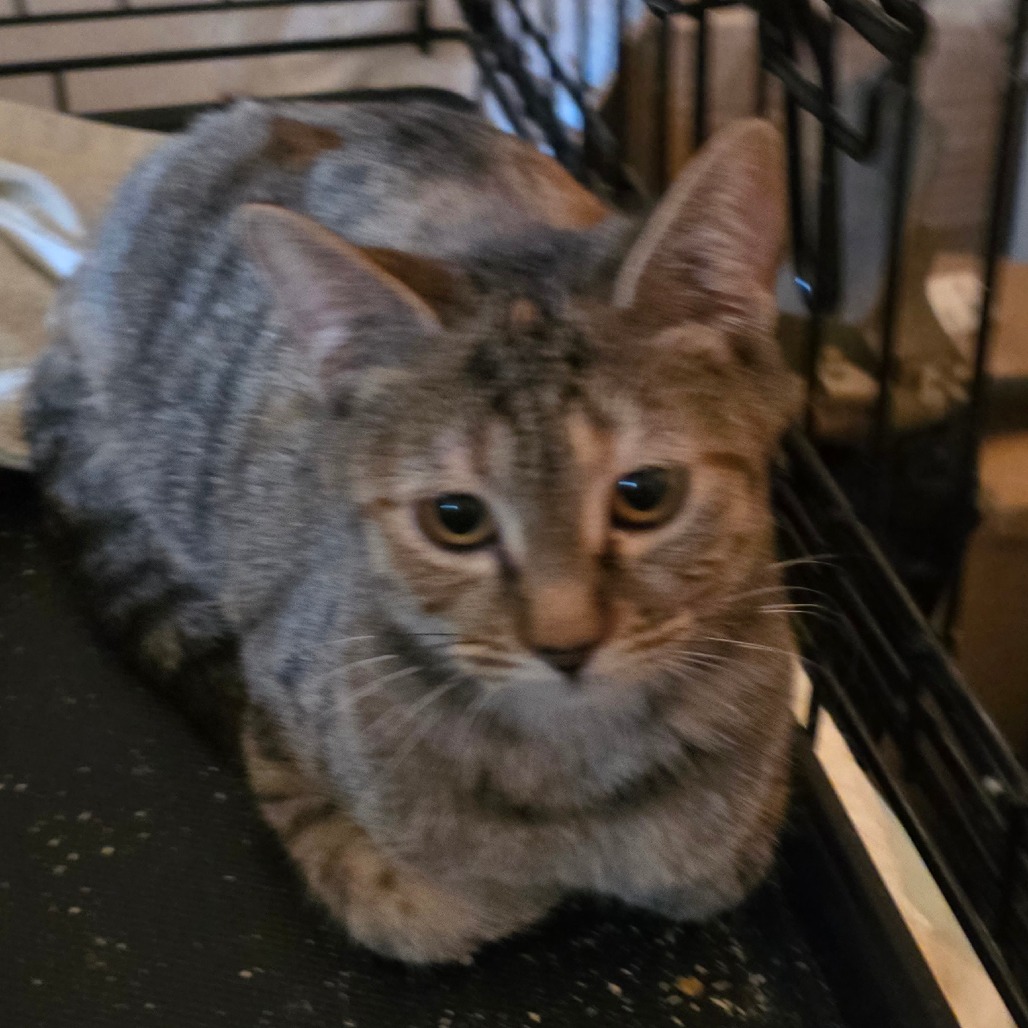 RIDLEY - Domestic Shorthair available for adoption