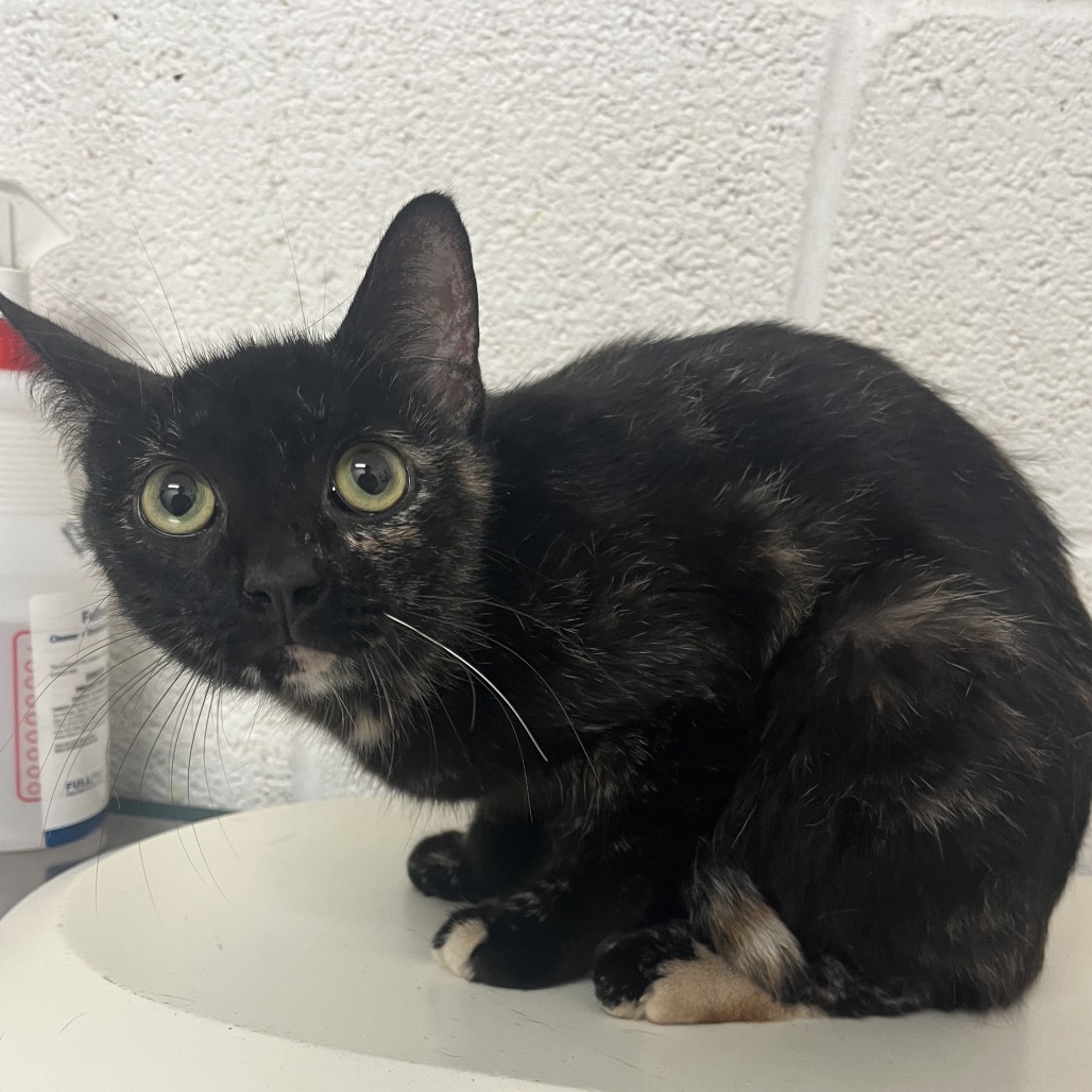 CLARA - Domestic Shorthair available for adoption