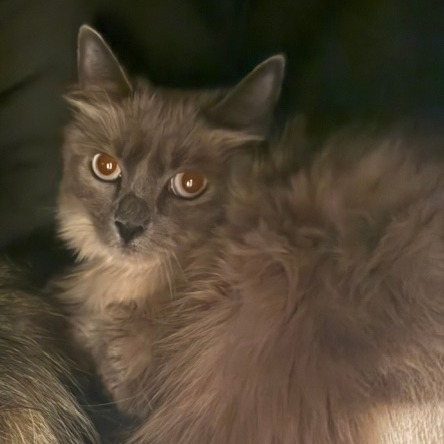BONBON - Domestic Shorthair available for adoption
