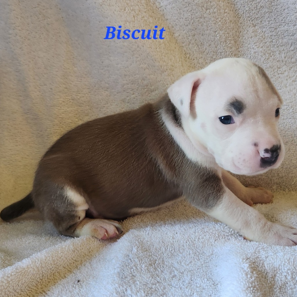 Biscuit
