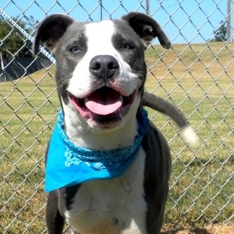 Jeffersonville Animal Shelter Adoption