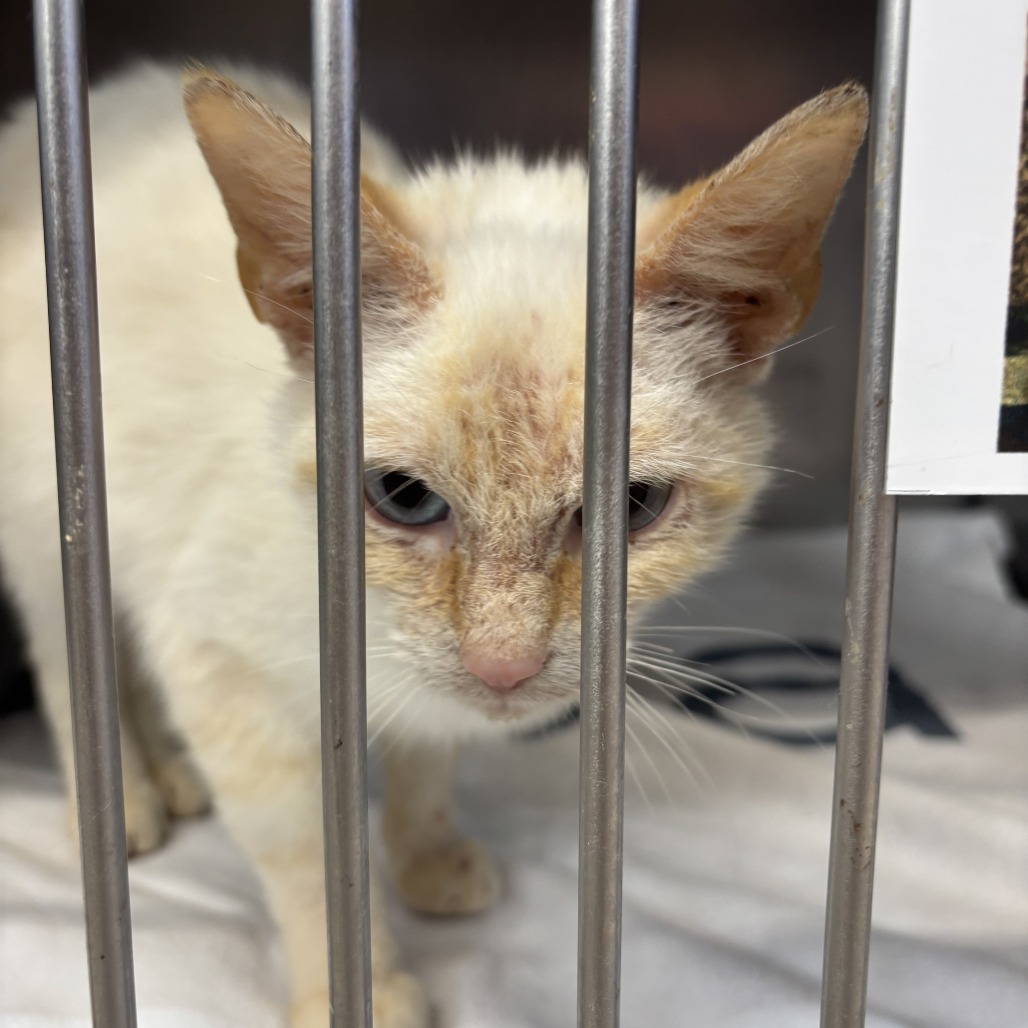 Anastasia Beverly Hills