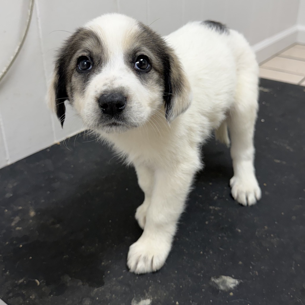 Tusc Stray 83432 2 3 4