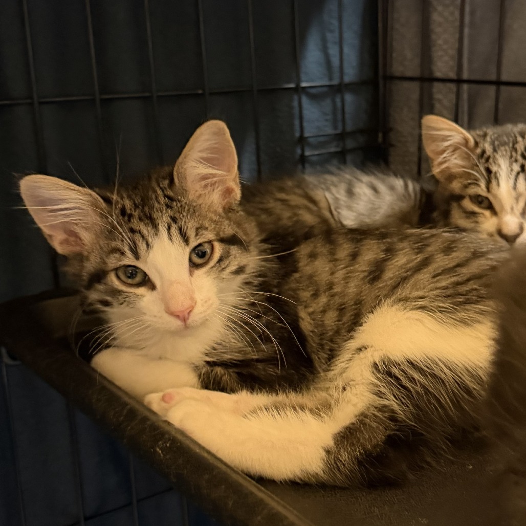 Jumping Cactus: Female 3 Domestic Shorthair