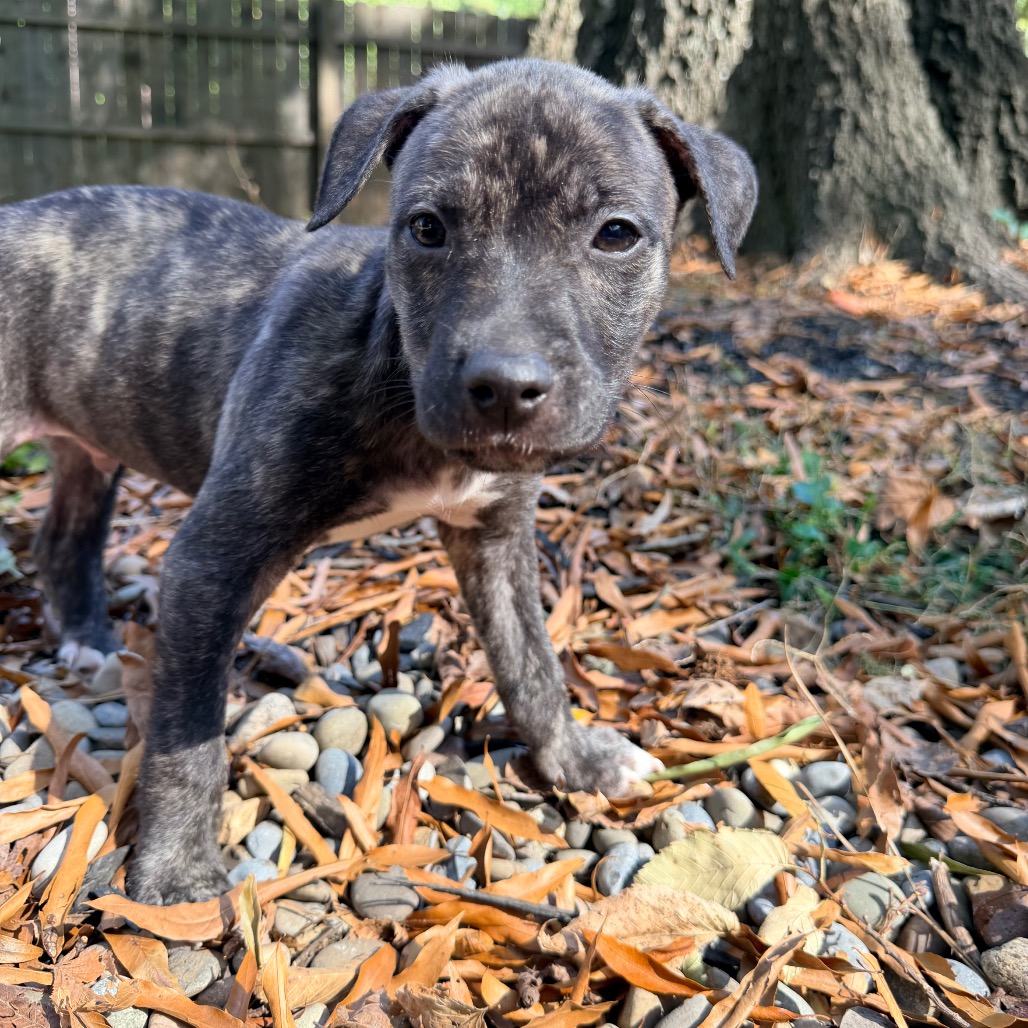 Rolo, photo 21
