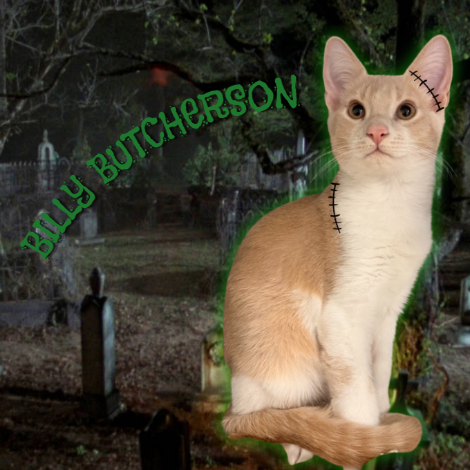 BILLY BUTCHERSON - Domestic Shorthair available for adoption