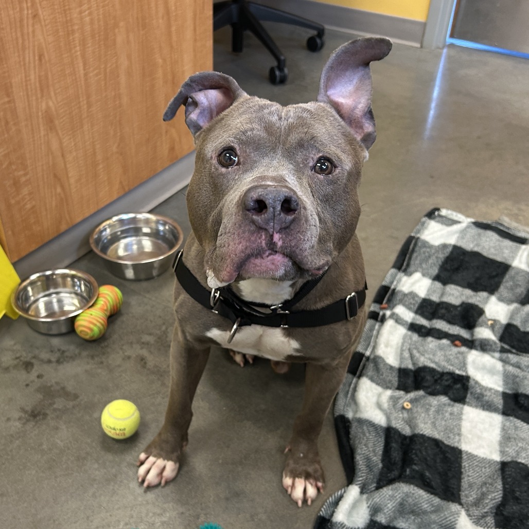 Photo of Blueberry Jam 13