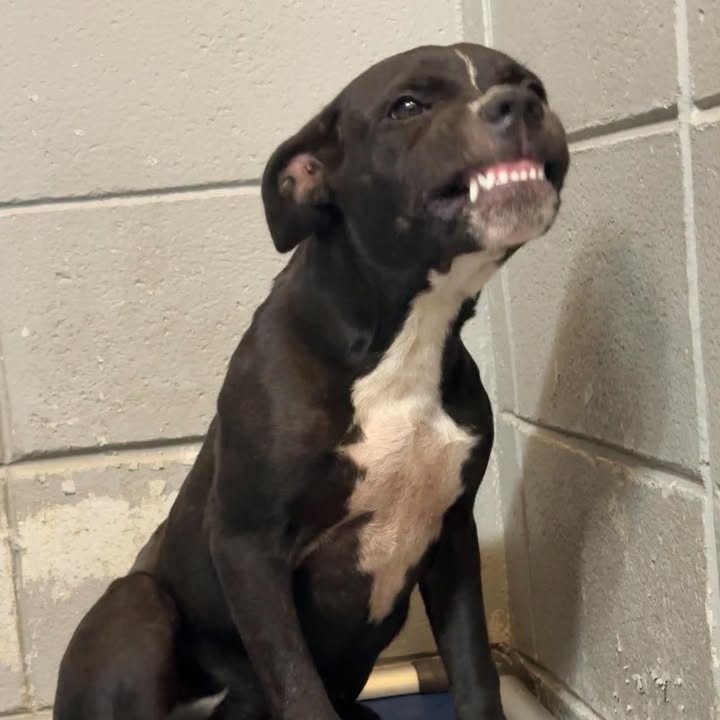 CHEEZ-IT - Terrier / Pit Bull available for adoption