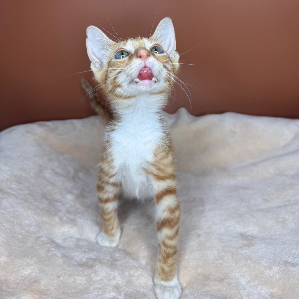 KRILLIAM - Domestic Shorthair available for adoption