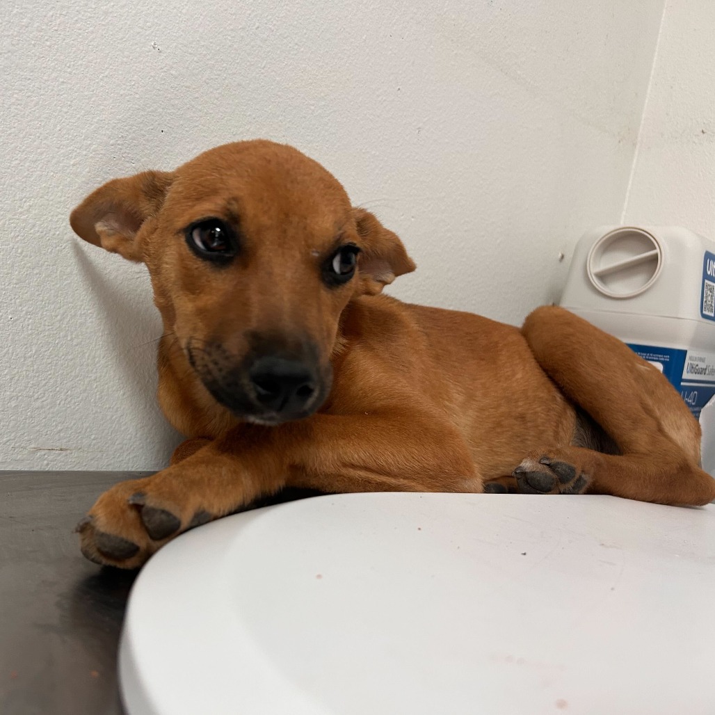Photo of Camila, available for adoption at PVAS