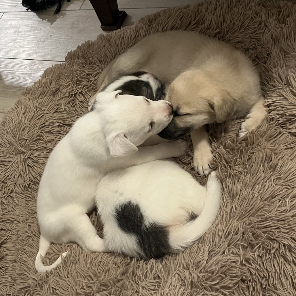 Doughly Parton — thumbnail 11