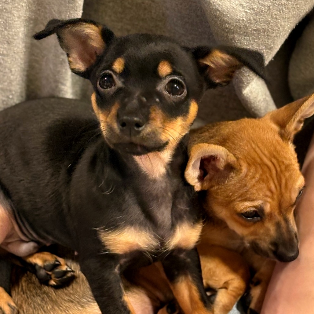 FRIJOL - Chihuahua / Short Coat available for adoption