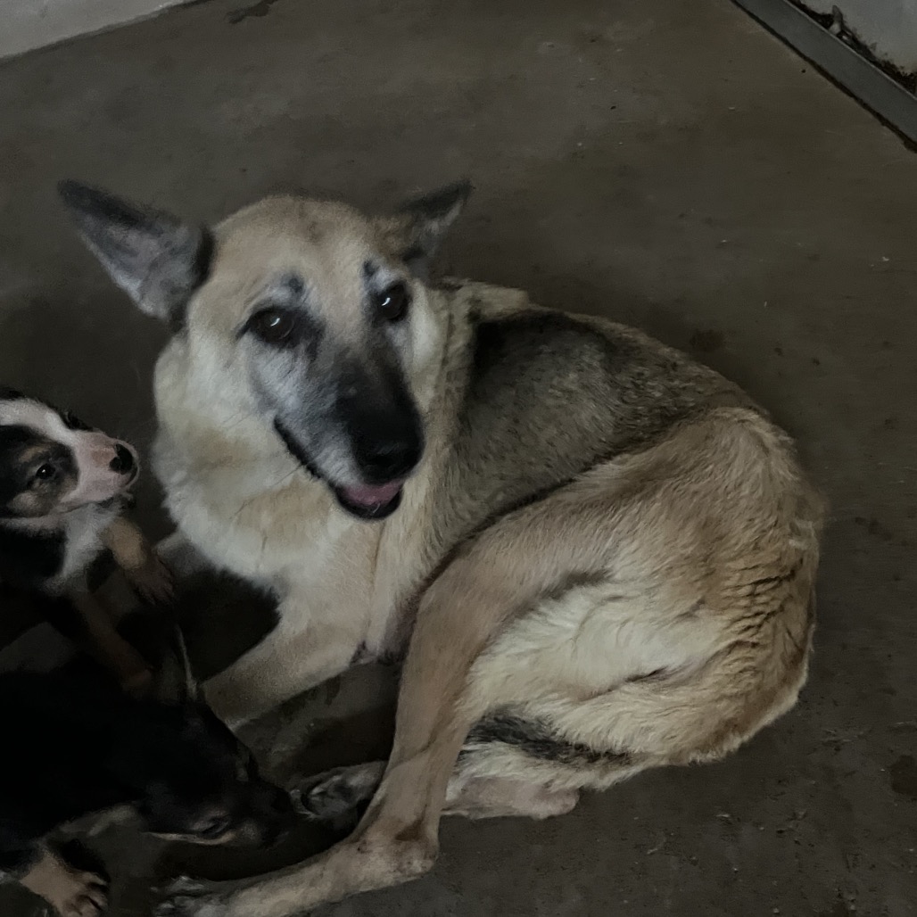 MELLY - Shepherd available for adoption