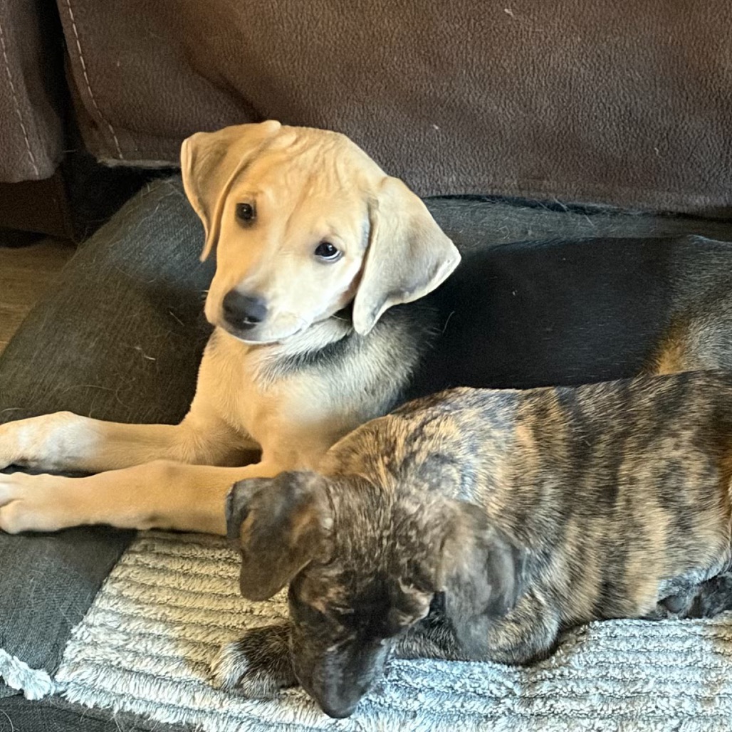 WILLOW - Hound / Shepherd available for adoption