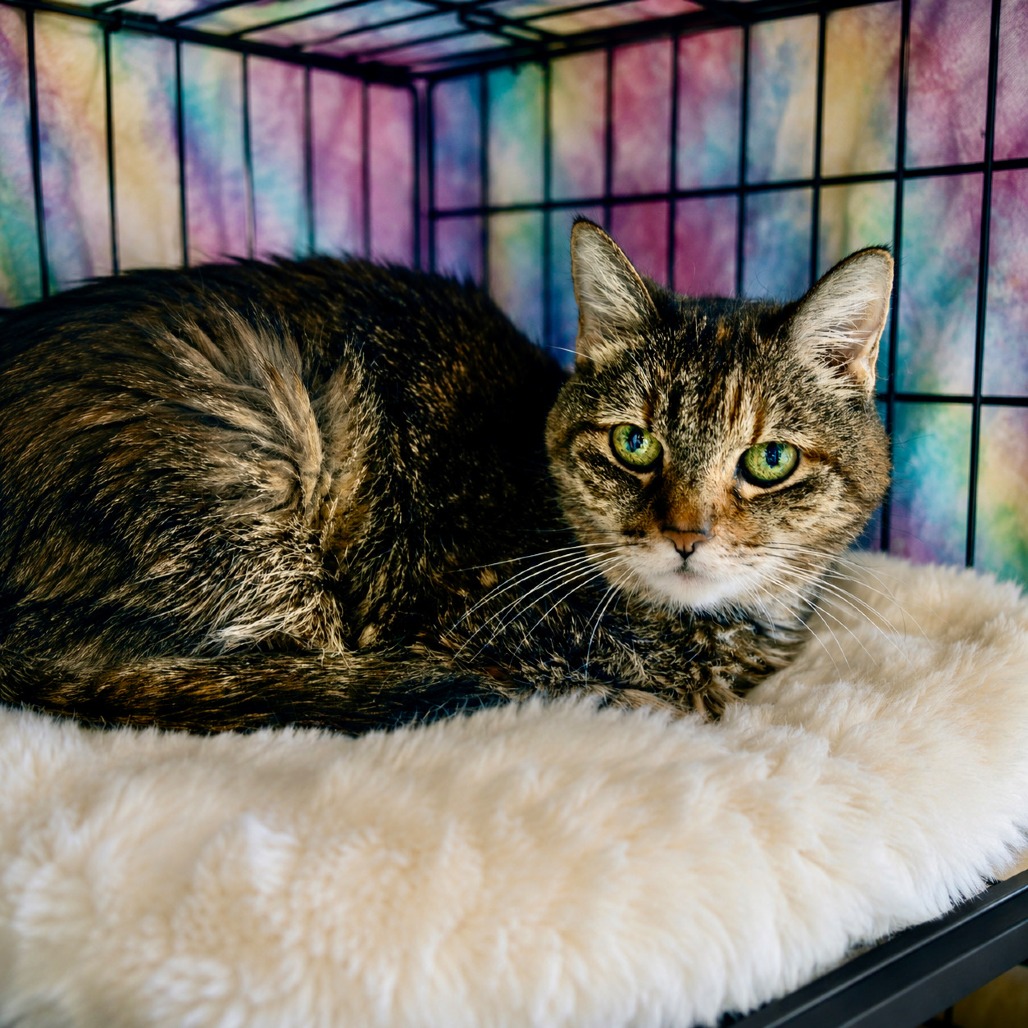 KEA - Domestic Shorthair for adoption in Henderson