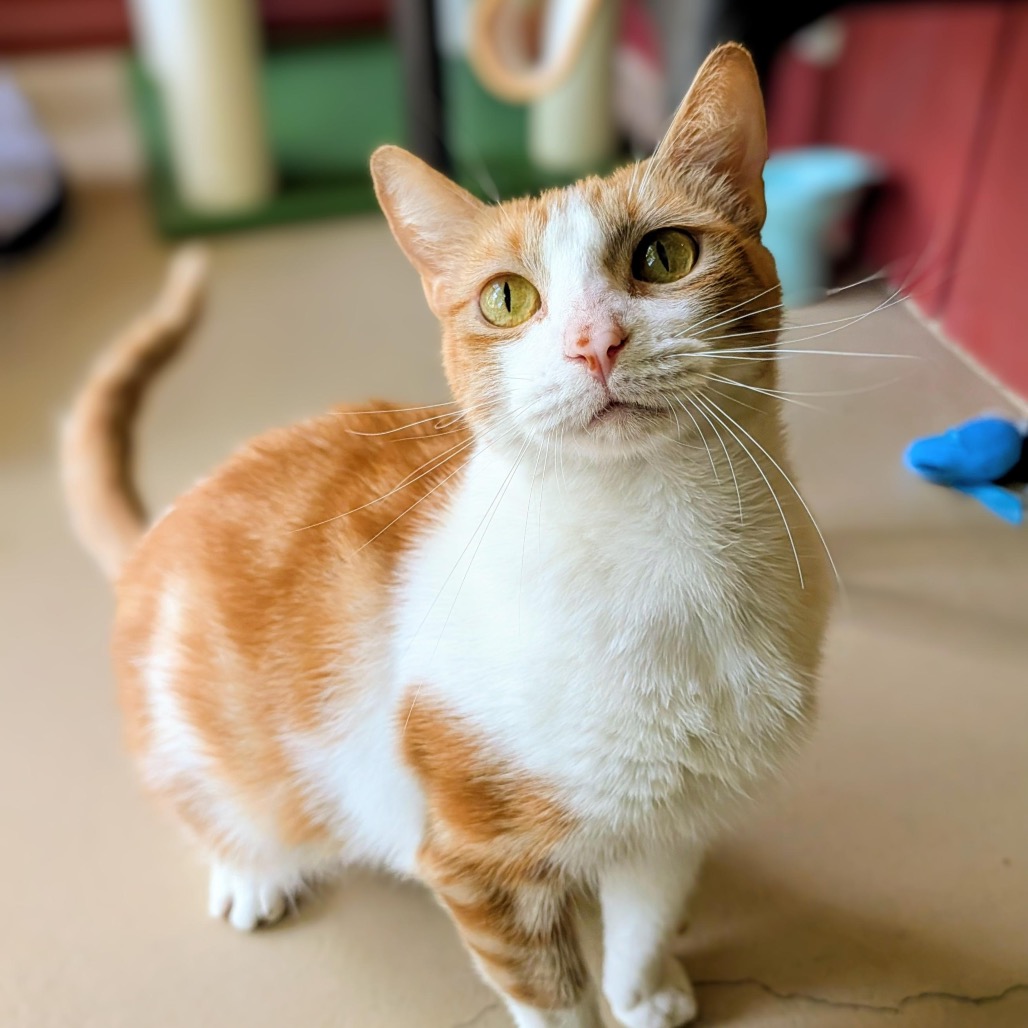 Simba, photo 10