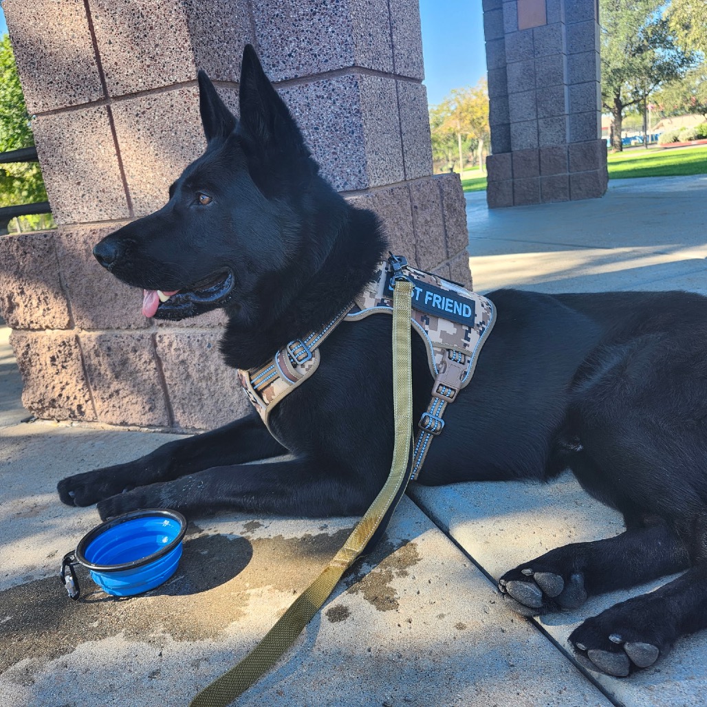 Maximus, photo 12