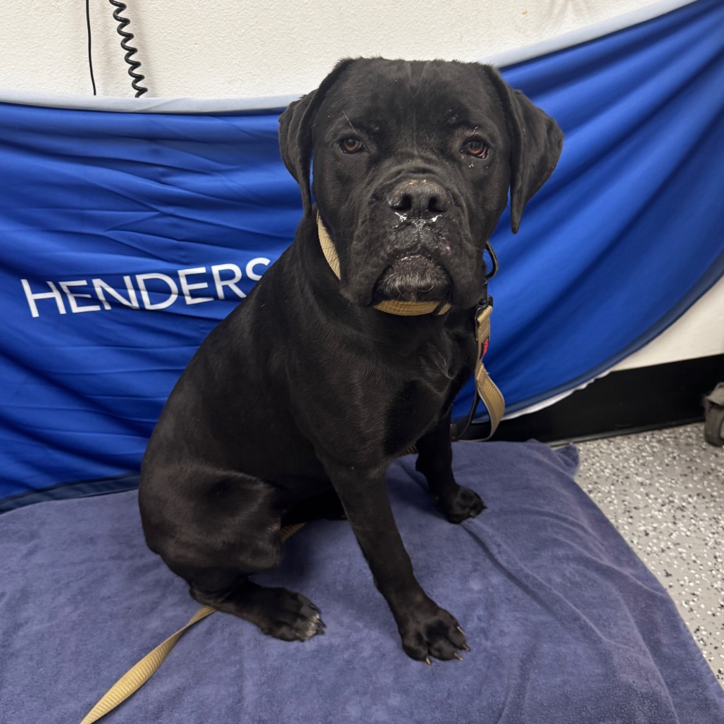 BETTY - Mastiff / Cane Corso available for adoption