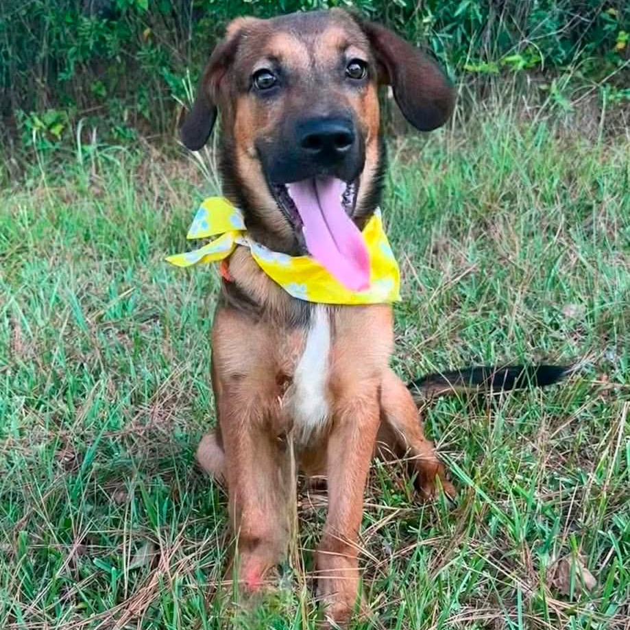 Rufus