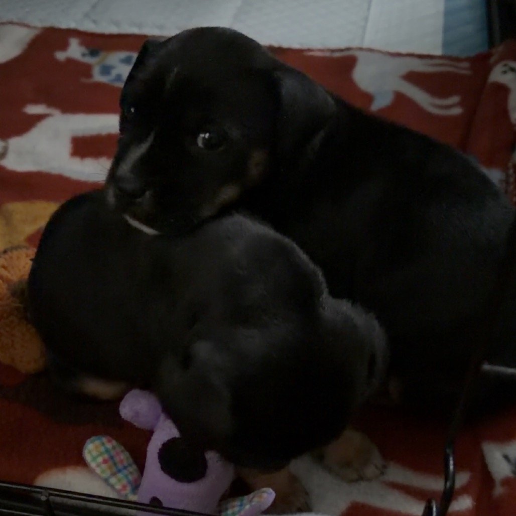 Lilo — thumbnail 11